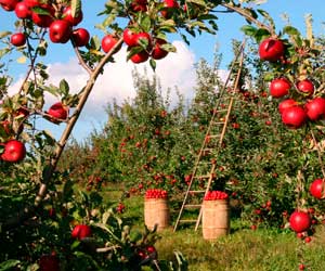 jardin frutas decoracion diez
