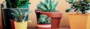 macetas de jardin decoracion diez